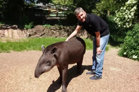  Der neue Zoodirektor in Aktion: Jakob Kolleck streichelt den Flachlandtapir Sira in seinem Gehege. 