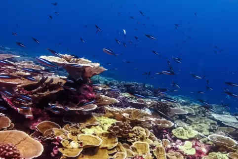 89 Prozent aller Korallen am Kiritimati-Atoll im Pazifik fielen 2015 und 2016 einer Hitzewelle im Ozean zum Opfer und sind von b