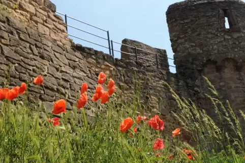 Juni auf der Wachtenburg: In diesem Jahr wird ein Jubiläum gefeiert. Das Mohnblumen-Foto stammt aus dem Jahr 2017. 