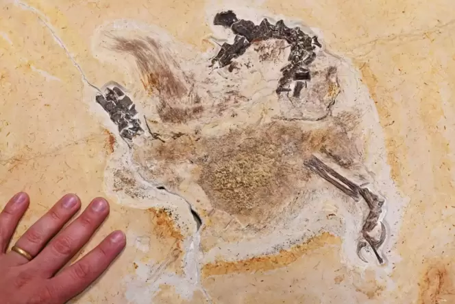 Dino-Fossil