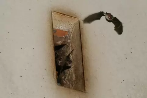Die Kuseler Pollichia-Gruppe betreut seit mehreren Jahren die Fledermaus-Wochenstube im Bedesbacher Dorfgemeinschaftshaus. Die G