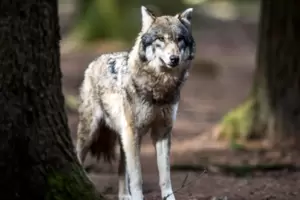 Immer wieder werden in der Pfalz Wölfe gesichtet.