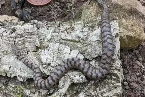 Die am 7. Mai in Schönenberg-Kübelberg gefangene Aspisviper war rund 50 Zentimeter lang und befand sich bis zu ihrem Tod in eine