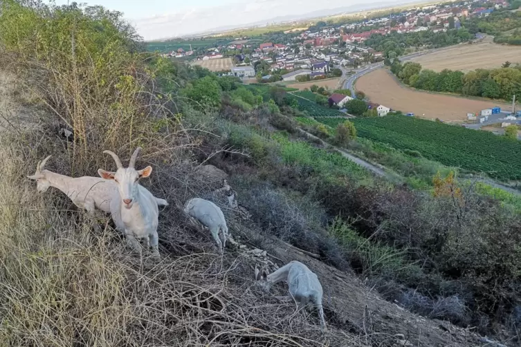 Vier Ziegen unterstützen die Esel des Nabu seit einiger Zeit bei ihrer „Arbeit“ am Hang.