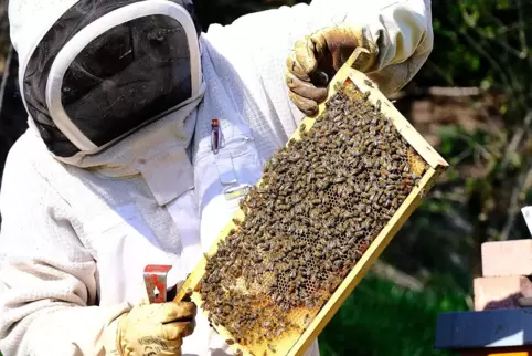 Bei der Arbeit mit den Bienen ist Peter Hoffmann gut geschützt. 