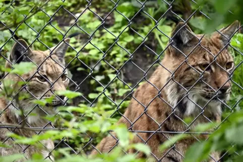 Im Zoo leben derzeit vier Luchse, die nachgezüchtet wurden. Einst waren Luchse im Schwarzwald heimisch.