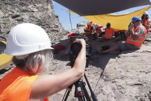 Unter Sonnenschirm und Kamerabeobachtung: Ehrenamtliche Helfer finden Mengen an Süßwasserhai-Eiern und Fossilien von urzeitliche