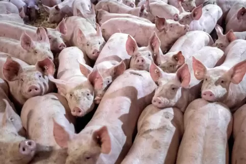 Das Siegel wird zuerst nur für frisches Schweinefleische gelten.