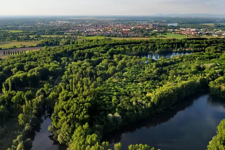Die Rheinauen im Rhein-Pfalz-Kreis mit ihren Auwäldern sind ein Gebiet, das von Förstern des Forstamts Pfälzer Rheinauen betreut