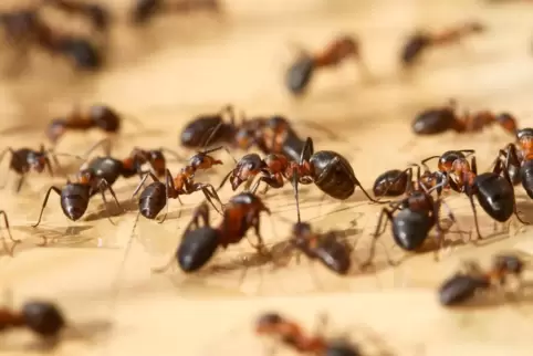 Ameisen sind normalerweise nützlich. Im Haus werden sie jedoch schnell zum Ärgernis. 