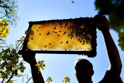Bienen und Imker sind fleißig (Symbolfoto). 