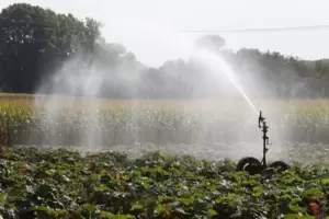 Noch können die Landwirte in der Südpfalz aus dem Vollen schöpfen: beregnetes Feld bei Herxheim.