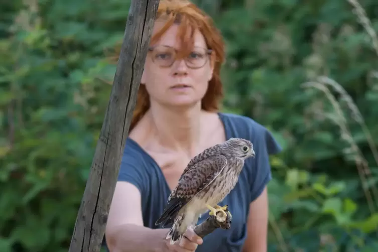Der kleine Greifvogel kann noch nicht fliegen, aber schon h&uuml;pfen. Mit einem Stock bringt ihn Doris H&ouml;rtel wieder zur&uuml;ck zu seine