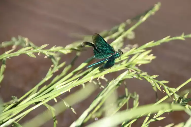 Blaufl&uuml;glige Prachtlibelle 