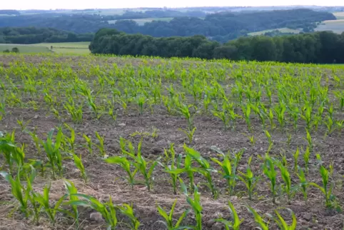 Der Mais auf der Sickinger Höhe leidet durch die Trockenheit und wächst nicht weiter.