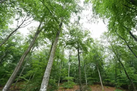 Der Bund fördert eine Waldbewirtschaftung, die über den gesetzlichen Standard hinausgeht. 