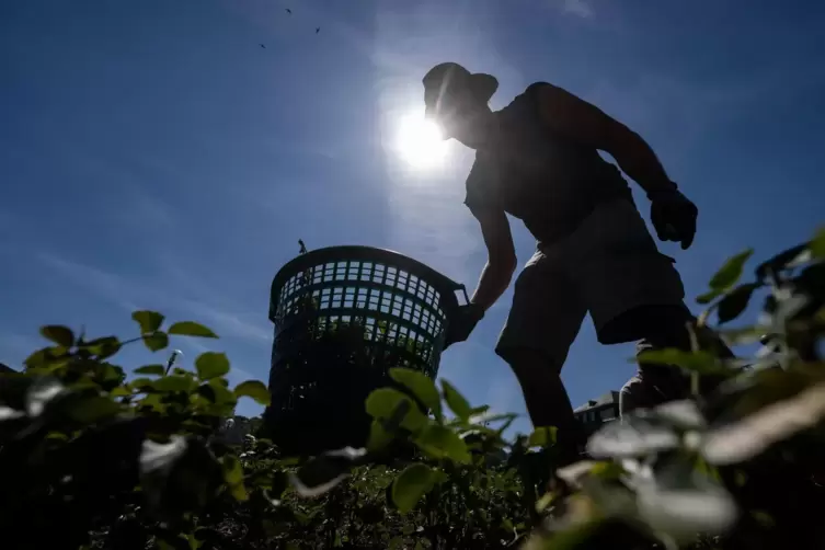 Gartenarbeit in der prallen Sonne sollte zum Beispiel vermieden werden. 