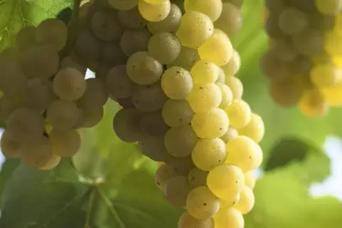 Gehört zur Gruppe der Burgundersorten: der Chardonnay.