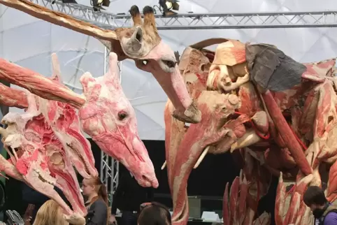 Elefantin „Samba“ (rechts) und eine Giraffe als Plastinate bei der Premiere der „Körperwelten der Tiere“ anno 2010 im Neunkirche