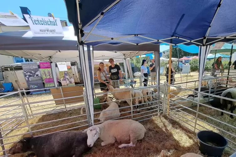 Aktionen rund um das Schaf bestimmten den Trulber Biosphären-Markt. 
