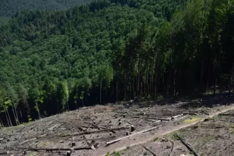 Etwa vier Hektar Wald sind im Juni 2022 bei Schönau auf dem Berg Maimont zerstört worden. 