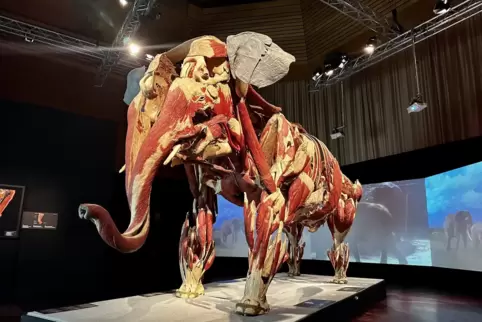Die Elefantenkuh Samba ist das größte Lebewesen, das jemals konserviert wurde. Der Neunkircher Zoo hat das Tier der Ausstellung 