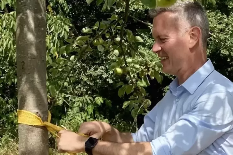 Auch in diesem Jahr kann Bürgermeister Michael Maas im Strecktal Bäume mit einem gelben Band markieren. 