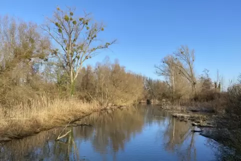 Einblick in die Natur der Rheinauen. 