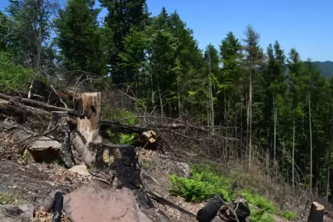 Neben den Risiken für Anwohner und Einsatzkräfte hat ein Waldbrand auch enorme Folgen für Tier- und Pflanzenwelt. Viele Lebewese