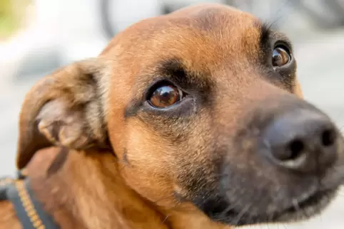 Wer kann schon auf Anhieb sagen, dass es sich bei diesem Hund um einen Pinscher-Terrier-Mischling handelt? Das plötzliche Intere