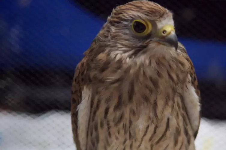 Der Jungfalke aus Mutterstadt wartet jetzt darauf, dass er in die Auswilderungsvoliere darf. 