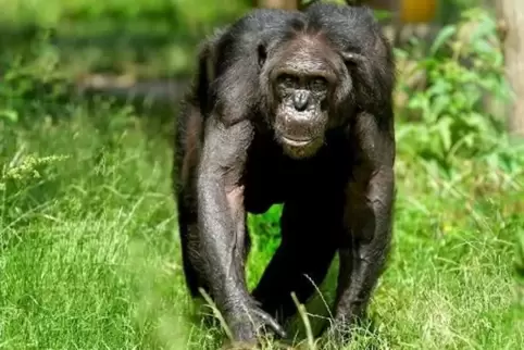 Schimpanse Epulu an seinem Geburtstag.