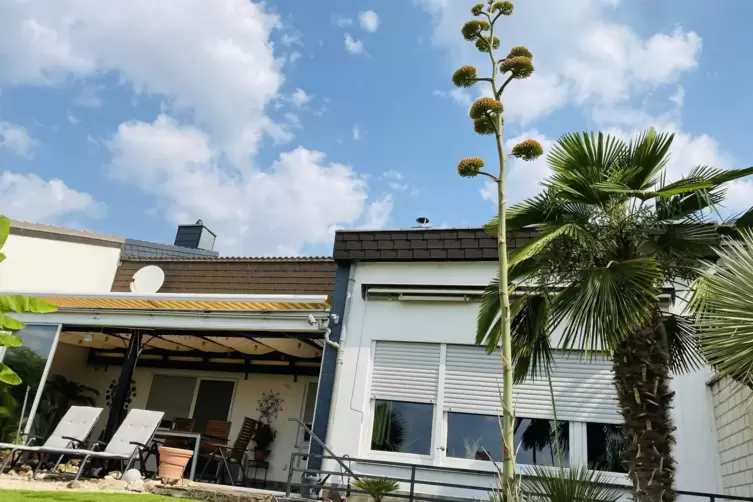 Die Bl&uuml;ten befinden sich ganz oben am Stengel. Die Pflanze stirbt nach dem Verbl&uuml;hen.