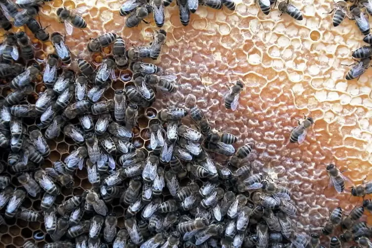 Flei&szlig;ige Bienchen.