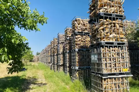Hoch gestapelt: Das Holzlager der Großniedesheimer scheint Mitte Juni gut gefüllt. 
