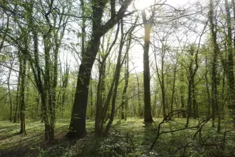 Schwegenheimer Wald: Die Ortsgemeinde muss sich den Förster künftig mit noch mehr Gemeinden als bisher teilen. 
