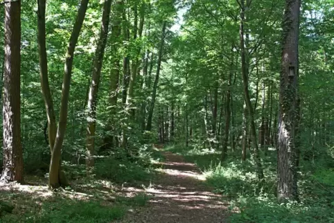 Der Förster kümmert sich um den Gemeindewald von Harthausen. 