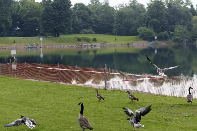 G&auml;nse machen auch Dreck.