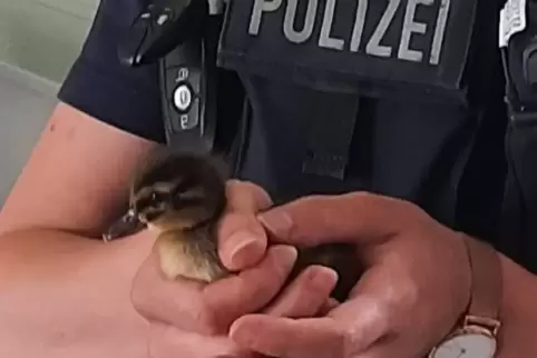 Erschöpft, aber wohlauf: Das Entenküken fand sich nach seiner unfreiwilligen Zugfahrt in die Kurstadt Bad Kreuznach in besten Hä