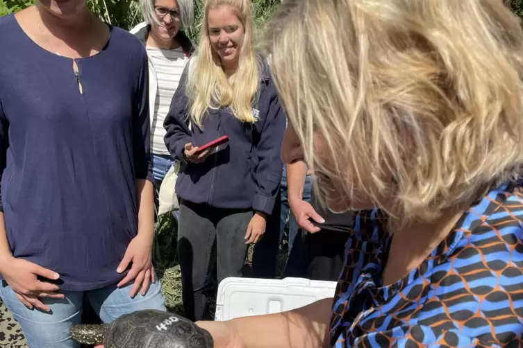 Umweltministerin Katrin Eder entlässt die 400. Sumpfschildkröte in die Freiheit. 