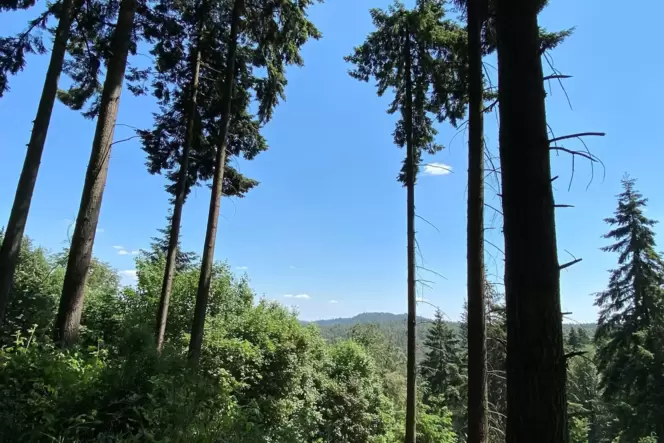 Natur auf dem Weg zur Kulturgeschichte: Waldlandschaft zwischen Kieskautberg und Höningen. Natur auf dem Weg zur Kulturgeschichte: Waldlandschaft zwischen Kieskautberg und Höningen.