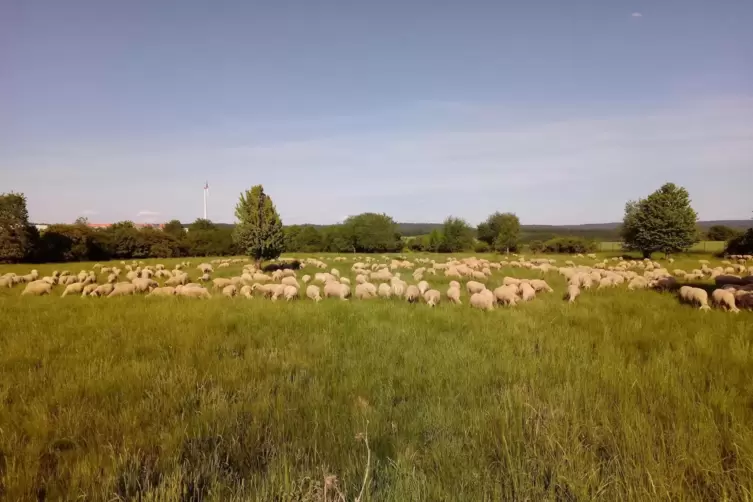 Drei Jahrzehnte gehörten die Tiere der Schäferei Brendel zum Landschaftsbild im Sembacher Gewerbepark. Die Schafe hielten das Ge