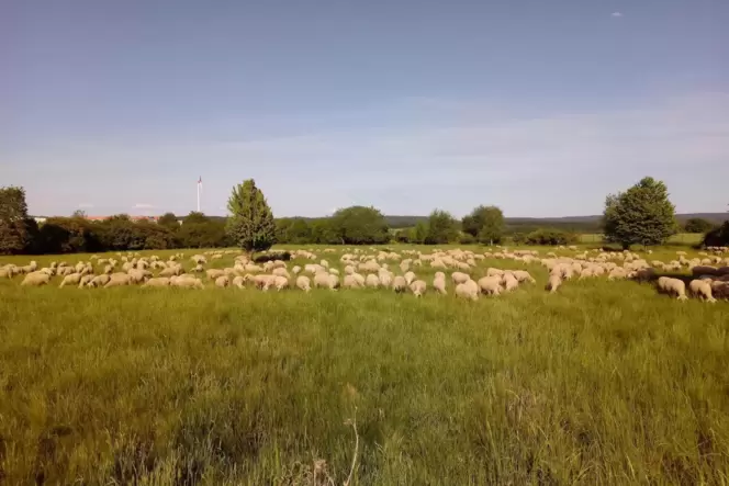 Drei Jahrzehnte gehörten die Tiere der Schäferei Brendel zum Landschaftsbild im Sembacher Gewerbepark. Die Schafe hielten das Ge Drei Jahrzehnte gehörten die Tiere der Schäferei Brendel zum Landschaftsbild im Sembacher Gewerbepark. Die Schafe hielten das Ge