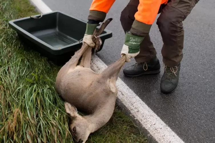 Jäger haben ein Vorgriffsrecht auf tote Wildtiere, wenn diese bei einem Autounfall getötet werden.