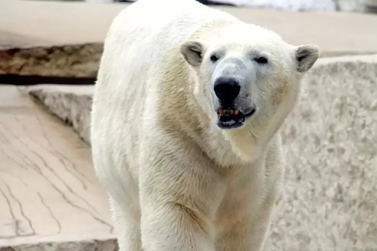 Nach drei Jahren zurück in Karsruhe. Eisbär Kap ist wieder da. 