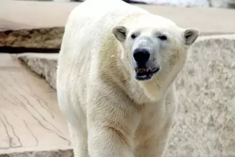 Nach drei Jahren zurück in Karsruhe. Eisbär Kap ist wieder da. 