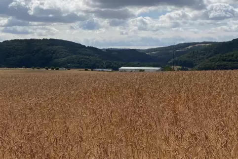 Auf diesem Feld möchte der ADAC die dauerhafte Station für den Rettungshubschraubers bauen. Das Gelände liegt rund 400 Meter nör