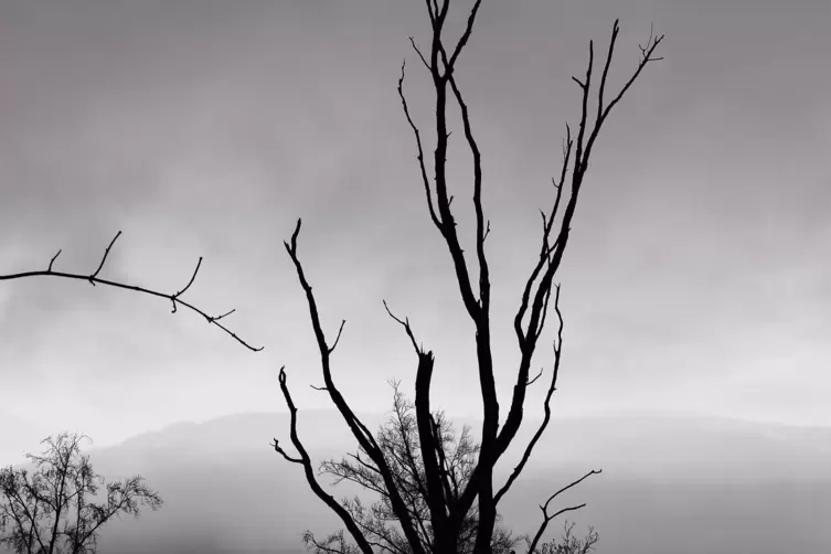 J&ouml;rg Vogelsang aus G&ouml;llheim hat sich auf Schwarz-Wei&szlig;-Fotografien spezialisiert. Seine Themen sind Natur und Architektur. 
