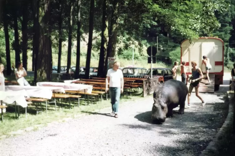 Noch legend&auml;rer: Zirkus-Nilpferd Nero war der inoffizielle Star bei der offiziellen Er&ouml;ffnung 1983. Bilder von seinem Bad im Bur