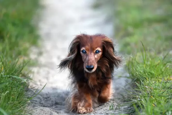 Sollten Hunde im Wald ohne Leine herumlaufen dürfen?